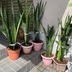 ランキングキーワードに紐づく投稿画像-観葉植物