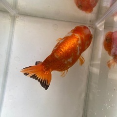 らんちゅう