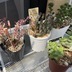 ランキングキーワードに紐づく投稿画像-多肉植物