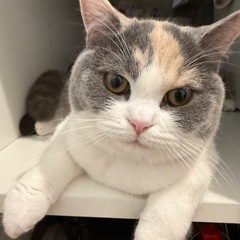 ペット王国　チケット　譲って下さい