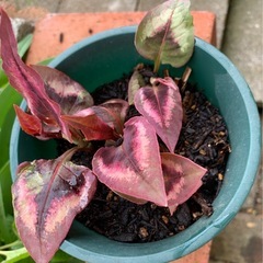 植栽  
ペルシカリアレットドラゴン