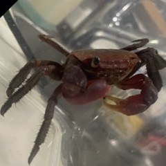 アカテガニ