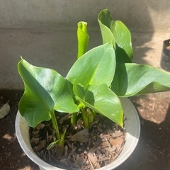 カラーの画像