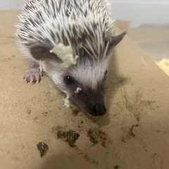 ハリネズミ募集！