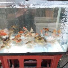 タイ系オランダローズテール２歳の画像