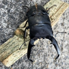 パラワンオオヒラタクワガタ 成虫ペア