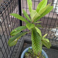 茂木びわの画像
