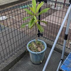茂木びわ