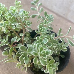 セダム