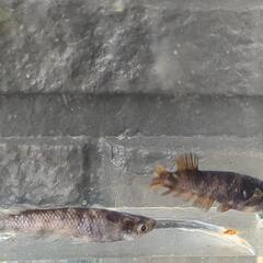 【メダカ】北辻　美虎ヒレロング♂1♀2