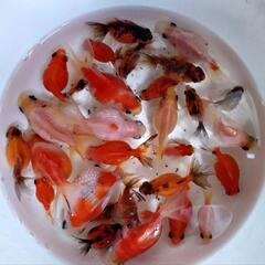 金魚 決まりました。受け付け終了です。ピンポンパール 昨年産まれ...
