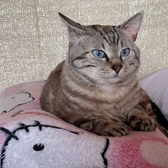 猫　８歳ぐらい　メス(他県でも輸送できます)
