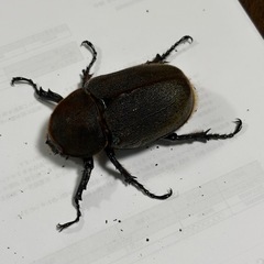 （お取引中）ヘラクレスオオカブト　【新成虫　メス3匹！】　🤗の画像