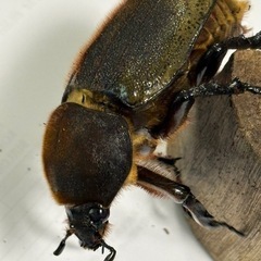 （お取引中）ヘラクレスオオカブト　【新成虫　メス3匹！】　🤗の画像