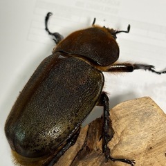 （お取引中）ヘラクレスオオカブト　【新成虫　メス3匹！】　🤗の画像