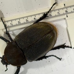 （お取引中）ヘラクレスオオカブト　【新成虫　メス3匹！】　🤗の画像