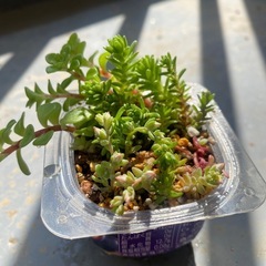 多肉　セダム　寄せ植え❣️ 植物　ゼリーカップ