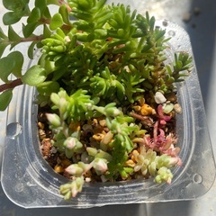 多肉　セダム　寄せ植え❣️ 植物　ゼリーカップの画像