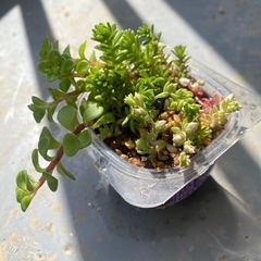 多肉　セダム　寄せ植え❣️ 植物　ゼリーカップの画像