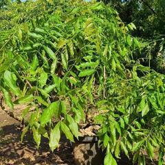 藤の木鉢物の画像