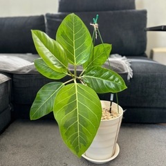 ★お値下げ！★　③観葉植物 フィカス アルテシマ 曲がり　プラコ...