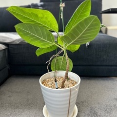 ★取引完了★　②観葉植物 フィカス アルテシマ 曲がり　プラコッタ鉢7号受け皿付き　の画像
