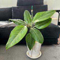 ★お値下げ！★　②観葉植物 フィカス アルテシマ 曲がり　プラコ...