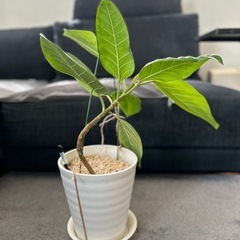 ★取引完了★　②観葉植物 フィカス アルテシマ 曲がり　プラコッタ鉢7号受け皿付き　の画像