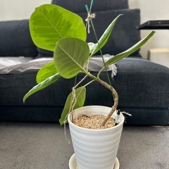 ★取引完了★　②観葉植物 フィカス アルテシマ 曲がり　プラコッタ鉢7号受け皿付き　の画像
