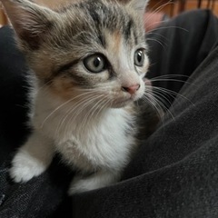 可愛い兄弟猫