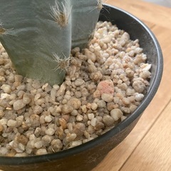 サボテン　(フェイク観葉植物)の画像