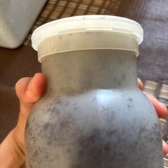 ヘラクレス三齢幼虫の画像