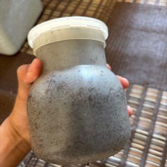 ヘラクレス三齢幼虫の画像