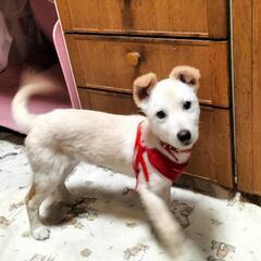 気は小さいが小ぶりで飼いやすい5ヶ月ココくん