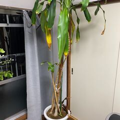 ドラセナ　幸福の木　観葉植物　大型