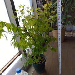 モミジ　楓　高さ約70cm(鉢底から)
