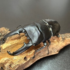 パラワンオオヒラタクワガタ　♂ 101mm
