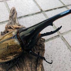 ヘラクレスオオカブトムシ♂単品
