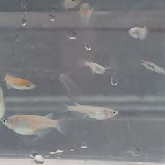 昨年生まれのメダカ