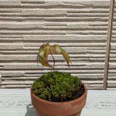 もみじ①
