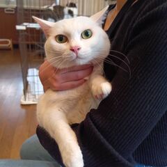 ★里親様✨募集致します★みずき君※5/11(日)澄川シェルター譲...