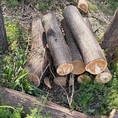 5/5、5/6 来れる方　薪 焚き火 薪ストーブ キャンプファイヤーに 軽トラ いっぱいの画像