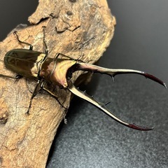 メタリフェルホソアカクワガタ　♂ 90mm