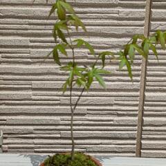 もみじ②