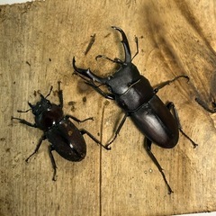 コクワガタ　【新成虫　ペア！】　🤗