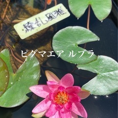 🌸 姫睡蓮（ピグマエア・ルブラ ）1ポット（メダカサービス） の画像