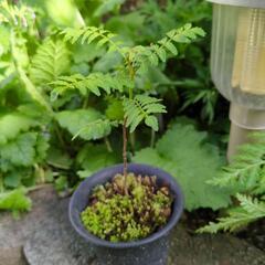 山椒の苗木