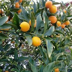 きんかん　20個200円　無農薬
