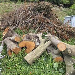 生木無料、薪、焚き木、キャンプなど沢山あります。