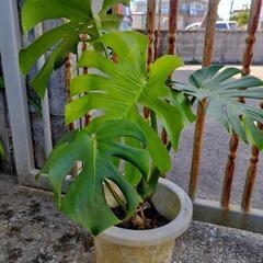 観葉植物　モンステラ鉢植え　